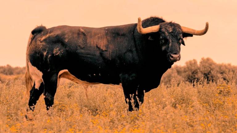 Visita los toros de Benítez Cubero en los corrales de la plaza de toros de Jaén