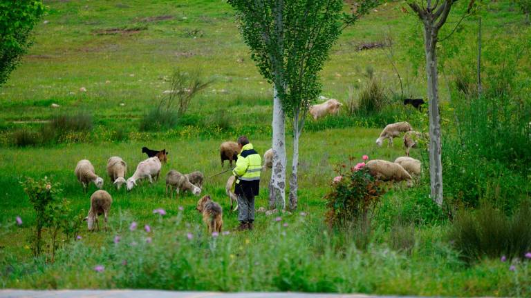 Costumbres que ampara la sierra