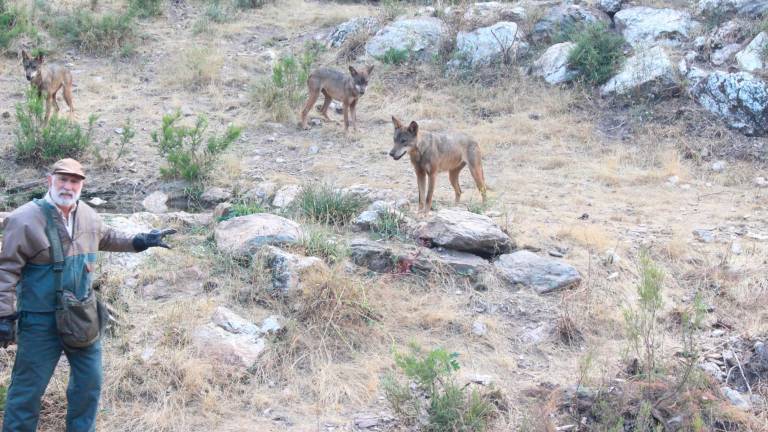 El lobo ibérico, de dios a demonio