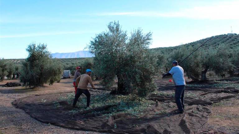 Reunión de coordinación de medidas para evitar la propagación de la covid en la aceituna