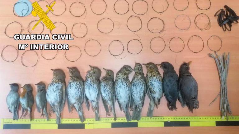 Investigan a un vecino de Torreperogil por cazar pájaros con artes prohibidas