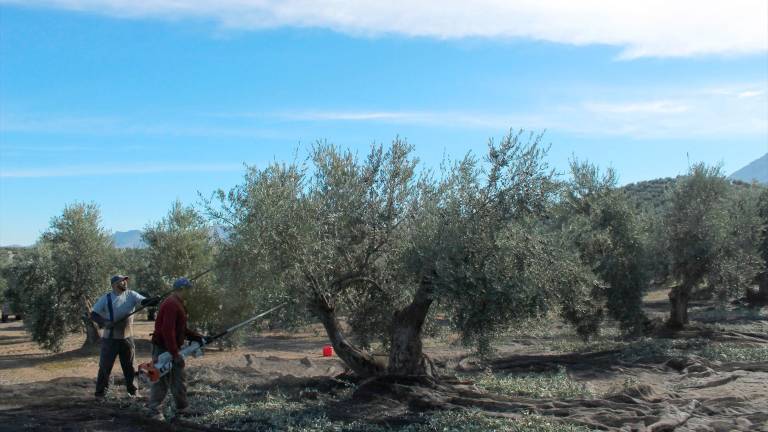 Organizaciones agrarias coinciden en que las lluvias dan un respiro al olivar