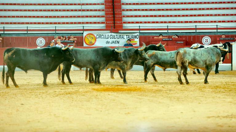 Los toros de Victorino Martín pisan el albero de la plaza de toros de La Alameda, en Jaén, tras el desencajonamiento.