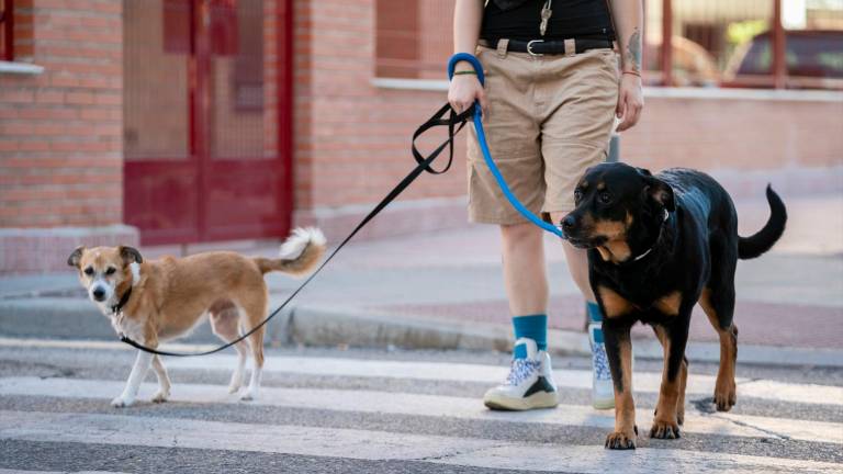 Incremento de un 6,6% en el número de animales de compañía en Jaén