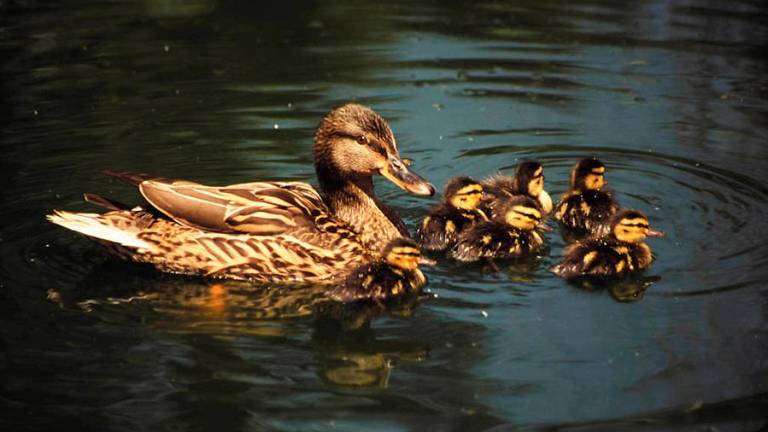 Andalucía supera los 819.200 ejemplares de aves acuáticas invernantes en 233 humedales