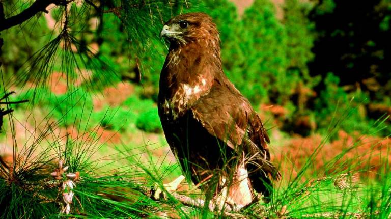 Jaén, tierra de biodiversidad: Un referente en el Día Mundial del Medio Ambiente