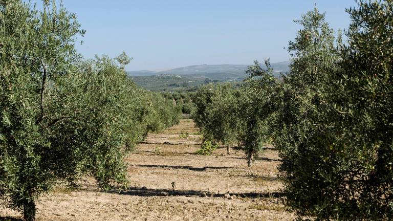 Castillo de Canena, primer olivar español en implantar un sistema de control biológico