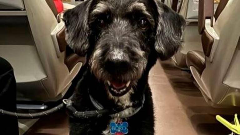 Localizan con vida al perro Boro, aunque todavía no han podido capturarlo