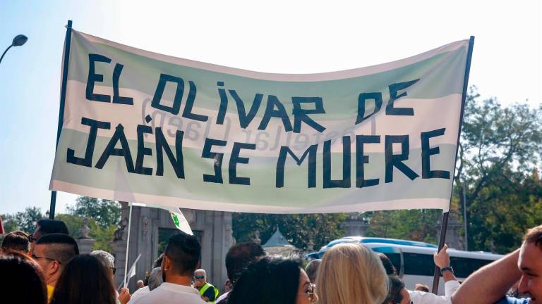 El sector olivarero convoca una caravana de vehículos