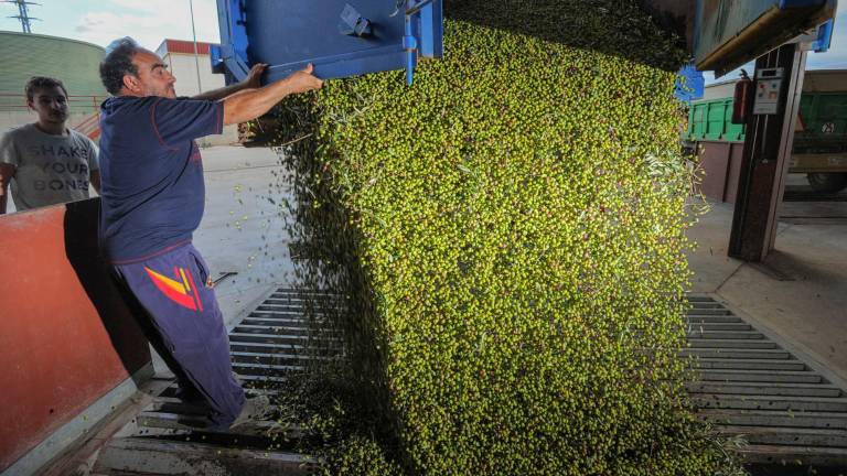 El mercado del aceite sigue sin dar buenos resultados