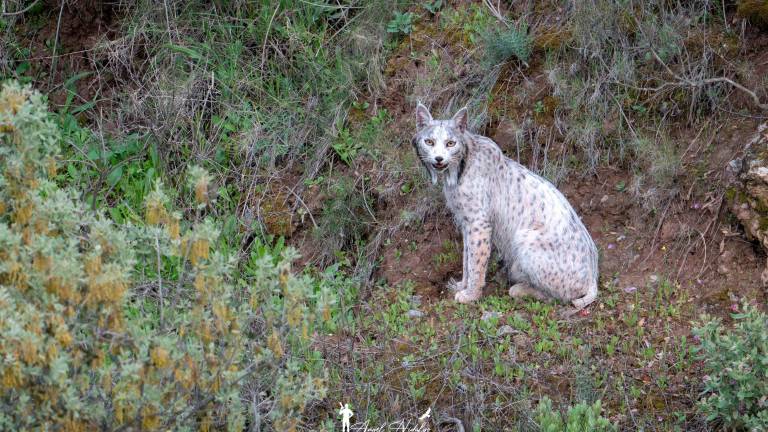 Satureja fotografiada, este abril, parece perder su pelaje blanco. / Fotografías: Ángel Hidalgo.