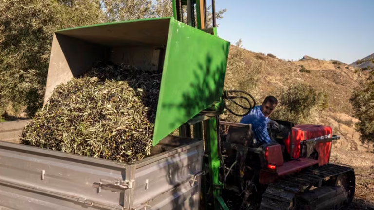 La DO Sierra Mágina produce 24.755 toneladas de aceite, 22% menos que se compensa con “una excelente calidad”
