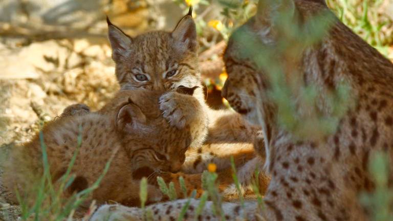 El incendio de Andújar afecta parcialmente a zonas de cría de hembras de lince