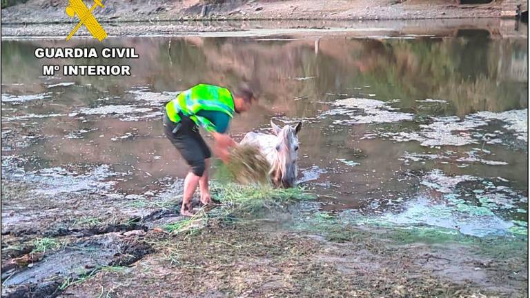 Rescatan a un caballo desnutrido en el río Jándula en Andújar