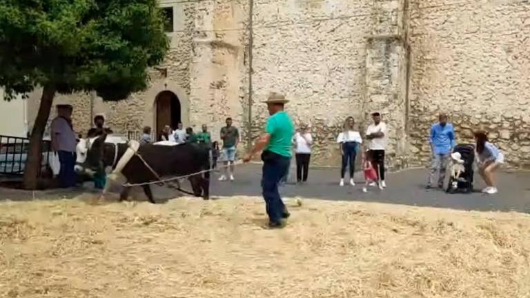 Feria de la Trashumancia (II): un homenaje a la trilla tradicional