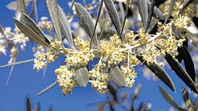 El polen del olivo alcanzará su máximo durante esta semana