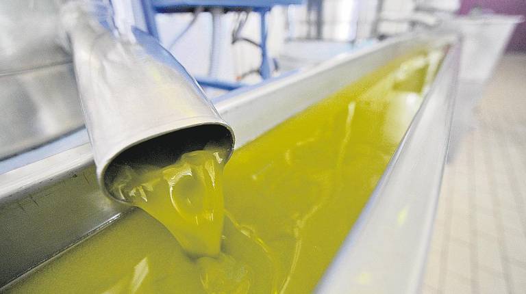 PRODUCCIÓN. <i>Aceite de oliva en una de almazara.</i>