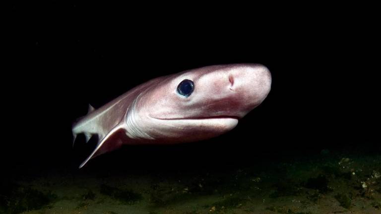 ¿Es un adiós a los tiburones?