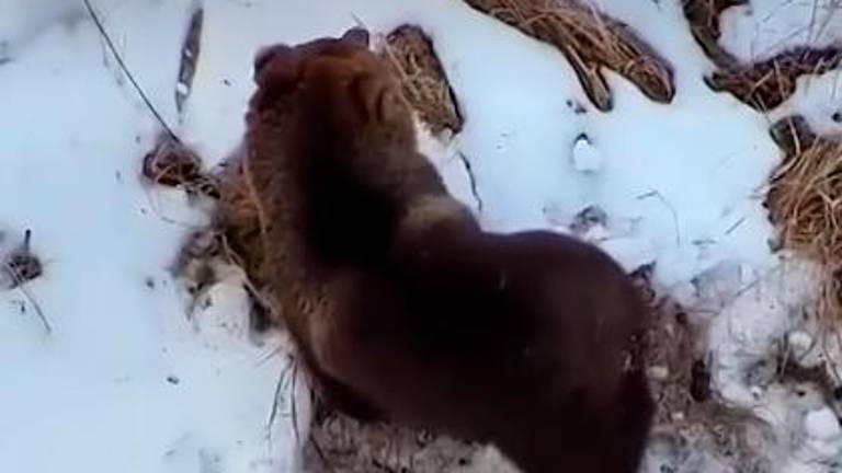 Un dron capta a un oso despertando de su hibernación