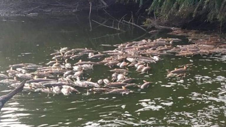 Denuncian mortandad de peces en el río Guadalquivir a su paso por la presa de Valtodano