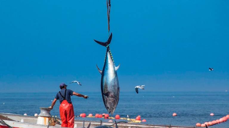 Decomisados en Tarifa 15 atunes pescados de forma ilegal