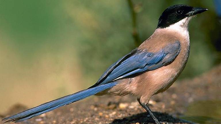 Misterio resuelto en Linares: no son pájaros violentos, sino madres protectoras