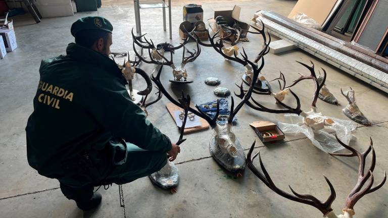 Localizado un taller ilegal de taxidermia en Orcera