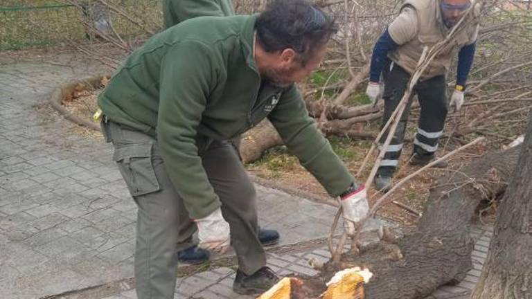 Se intensifican los trabajos de limpieza y recuperación de parques tras el temporal