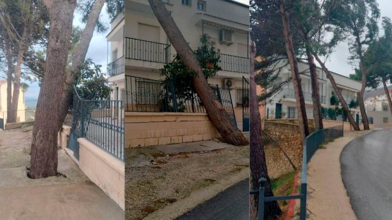 El Ayuntamiento de Albanchez de Mágina corta varios pinos para evitar que dañen las viviendas
