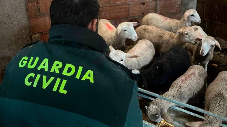 Detenido un vecino de Torres de Albanchez acusado del robo de 34 corderos segureños