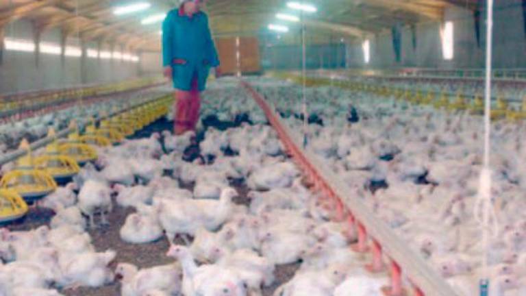 Tal día como hoy en 2006 publicábamos: Las granjas de pollos de Jaén ponen barreras a la gripe