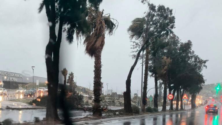 Alerta: El viento tira un árbol en la carretera de Granada