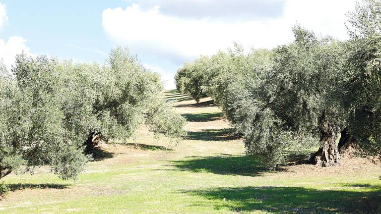 Continúa la inquietud de los olivareros de Las Villas por el algodoncillo