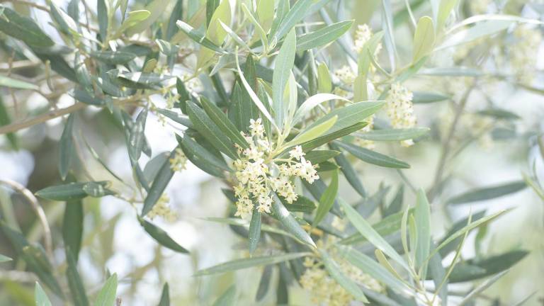 Los alérgicos al polen en Jaén vivirán una primavera muy dura