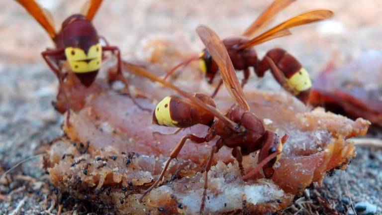 Detectados ejemplares de avispón oriental en Jaén, especie dañina para cultivos
