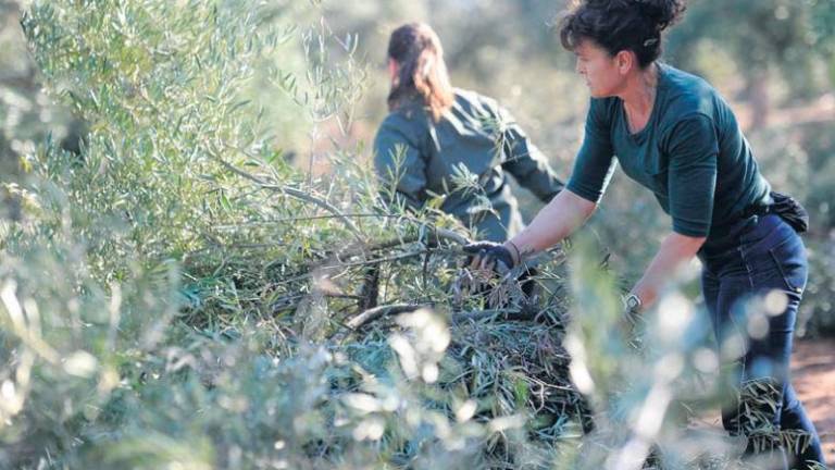 Mirlos blancos en el olivar