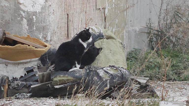 El Ayuntamiento de Jaén denunciará la muerte del cachorro de gato decapitado