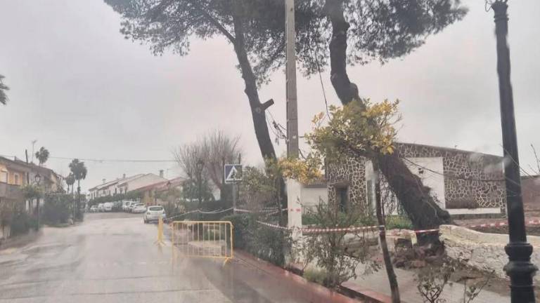 Precaución en Carboneros por la caída de árboles