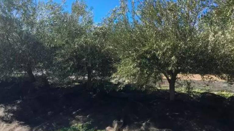 La Junta pide a los olivareros que den de alta a los temporeros en el Trade para poder iniciar los test