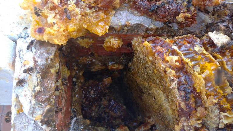 Alrededor de 120.000 abejas en un edificio en La Alcantarilla