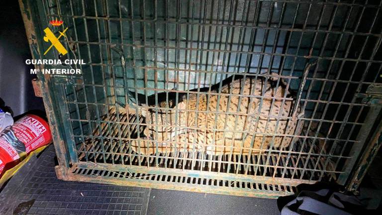 El Seprona evacua a un lince joven herido a Santa Elena desde Sevilla