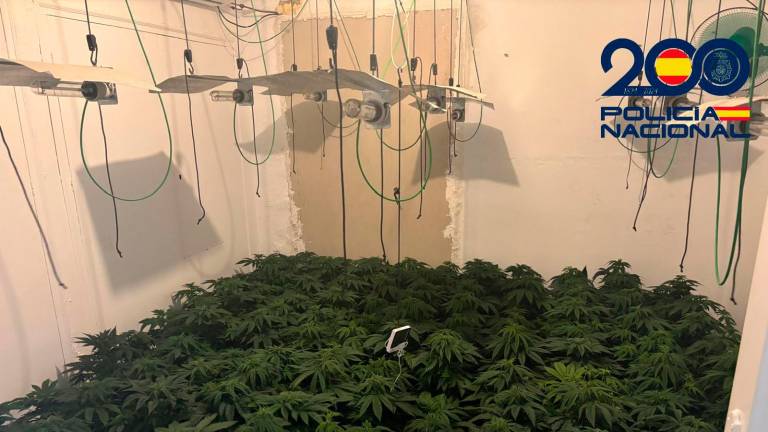 Desmantelados cuatro laboratorios de cultivo de Marihuana junto a un colegio en Linares-Baeza
