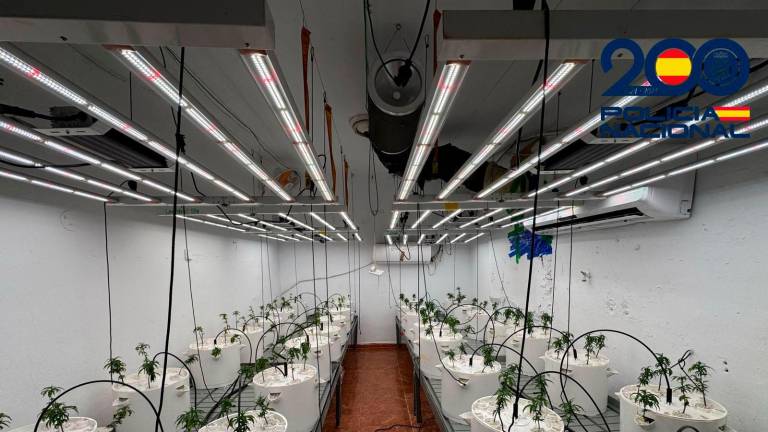 Desmantelados cuatro laboratorios de cultivo de Marihuana junto a un colegio en Linares-Baeza