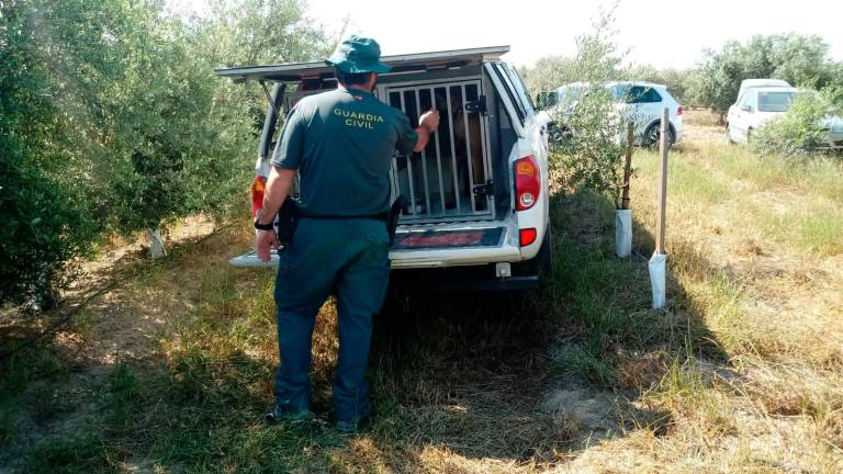 Búsqueda del hombre desaparecido en Arjona en imágenes