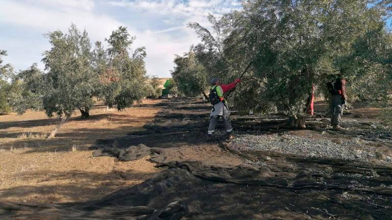 La lluvia, clave en el último tercio de la recogida de aceituna en Jaén