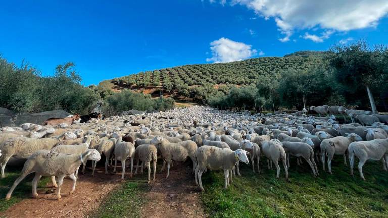 Más de 515.000 euros en ayudas para agricultores y ganaderos jiennenses