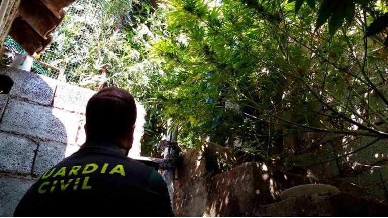 Investigado en Santiago de la Espada acusado de cultivar 12 kilos de marihuana en su casa