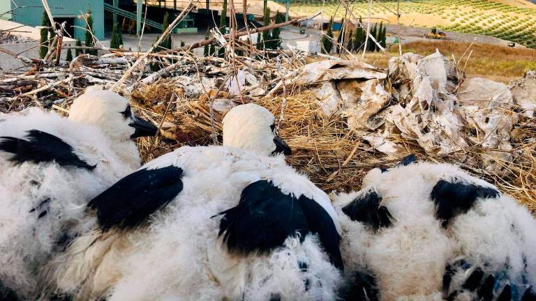 Cigoñinos salvados y en libertad