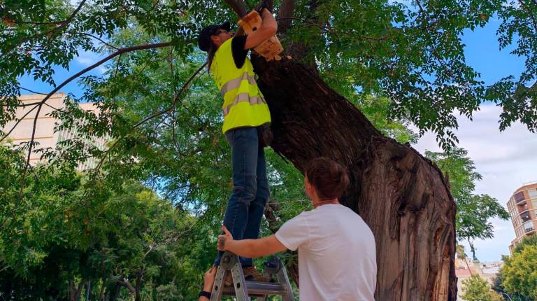 <i>Durante la instalación de cajas nido para aves en el centro de la capital. / Ayuntamiento de Jaén.</i>