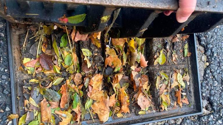 El PP pide al alcalde un plan de limpieza urgente para las tragonas